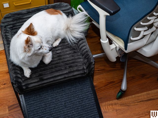 Image may contain: Cushion, Home Decor, Chair, Furniture, Animal, Cat, Mammal, Pet, Canine, and Dog