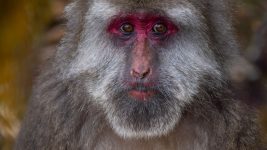 Macaque facial gestures are more than just a reflex, study finds