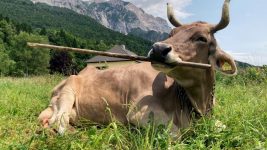 Meet Veronika, the tool-using cow