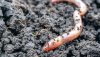 Shai-Hulud copycat worm infects yet another npm package