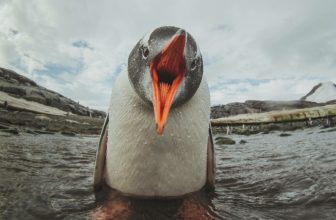 Linux kernel flaw opens root-only files to unprivileged users