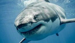 Megalodon chums the waters in 5.5K+ GitHub repo poisonings