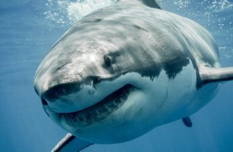 Megalodon chums the waters in 5.5K+ GitHub repo poisonings