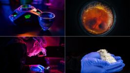 Chicks hatched from artificial eggshells, a new mission to study Earth's magnetosphere and more science stories