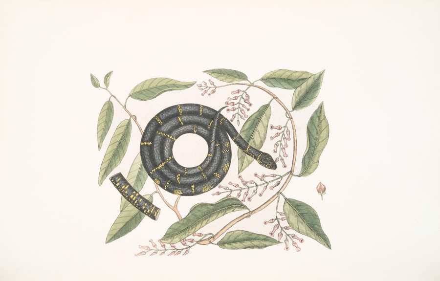 herpetology