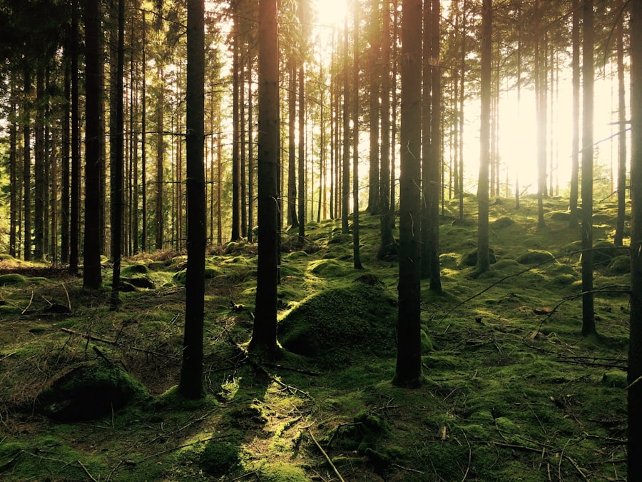 forest