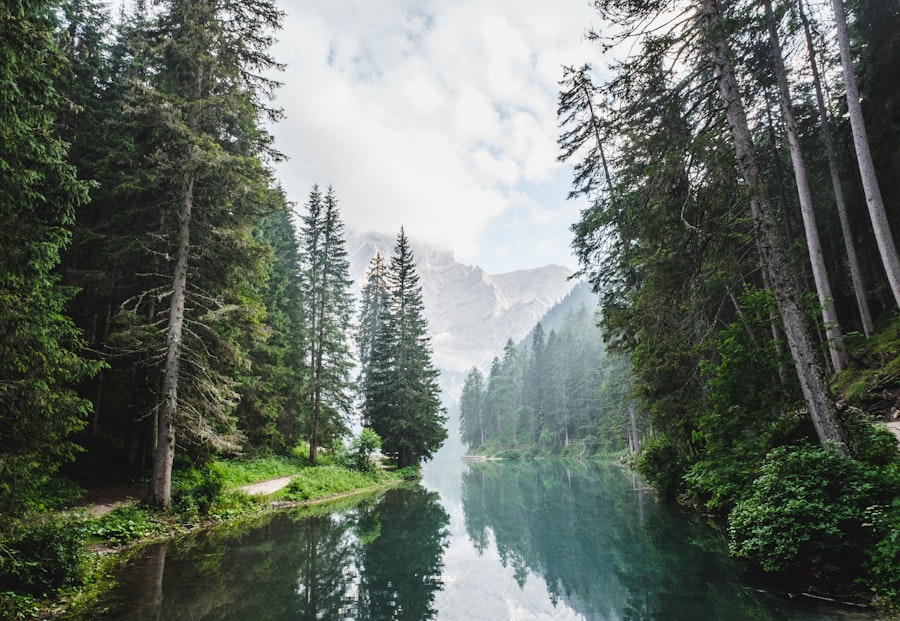 Photo forest