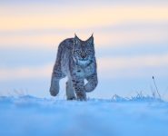 Photo storm vs lynx