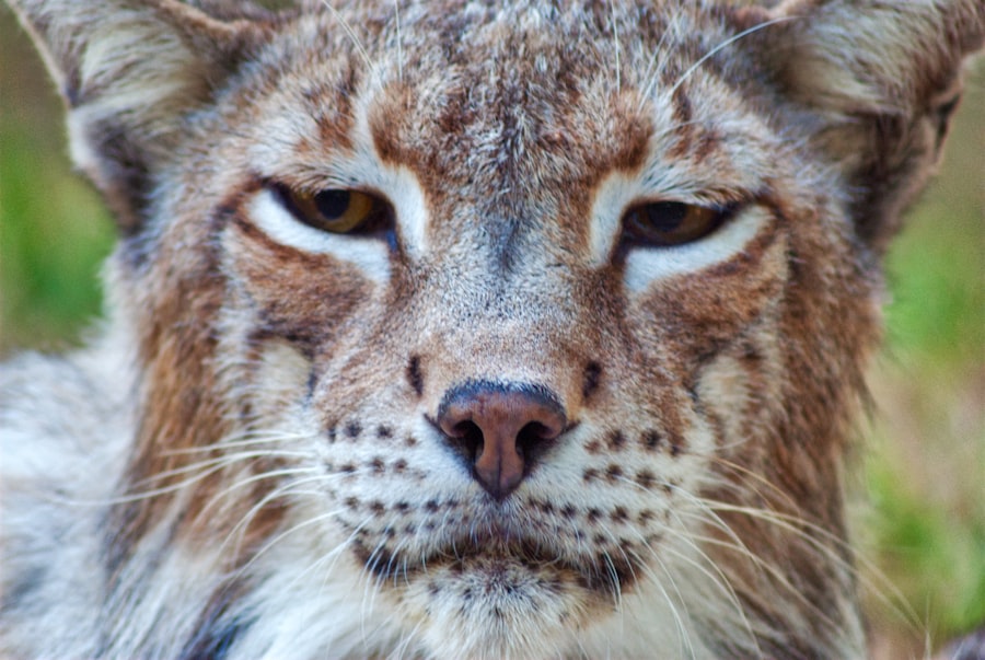 Photo storm vs lynx