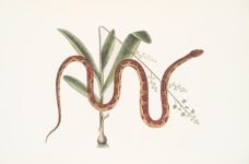 Photo herpetology