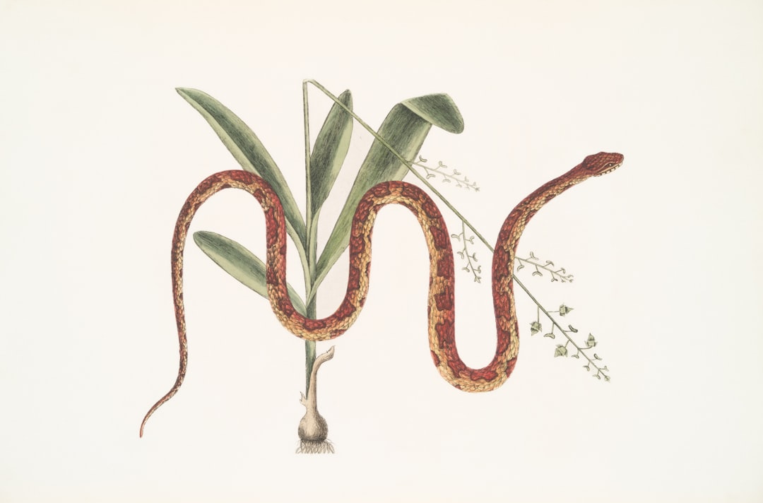 Photo herpetology