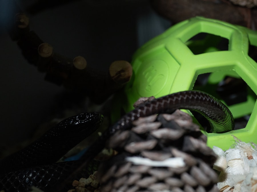 Photo herpetology