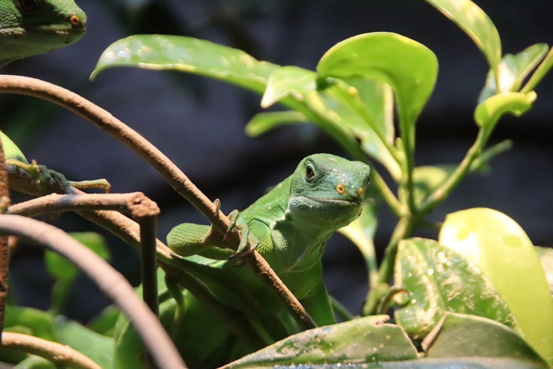 Photo herpetology