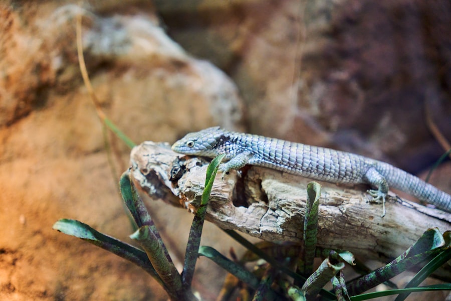 Photo herpetology