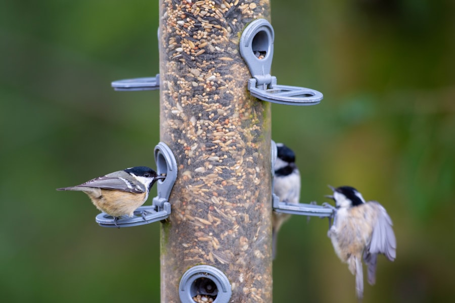 bird seed