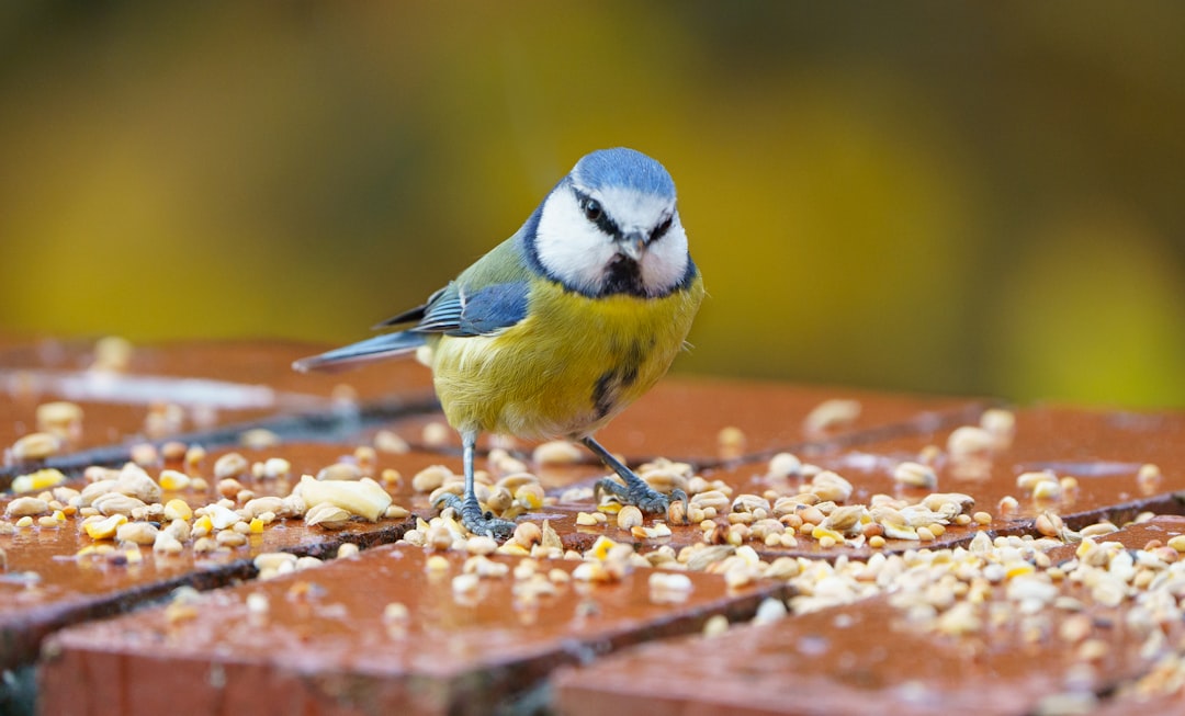 Photo bird seed