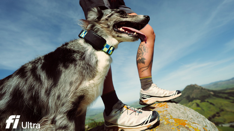 A dog with a tracker on its collar.