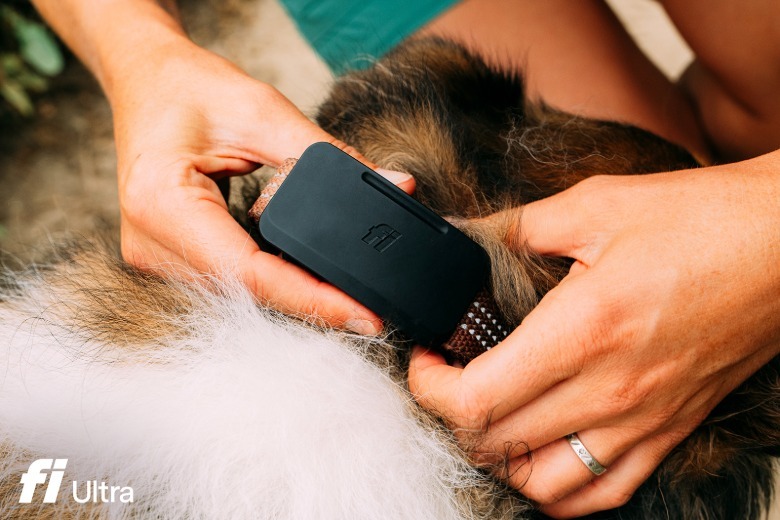 Fi tracker on a dog colla