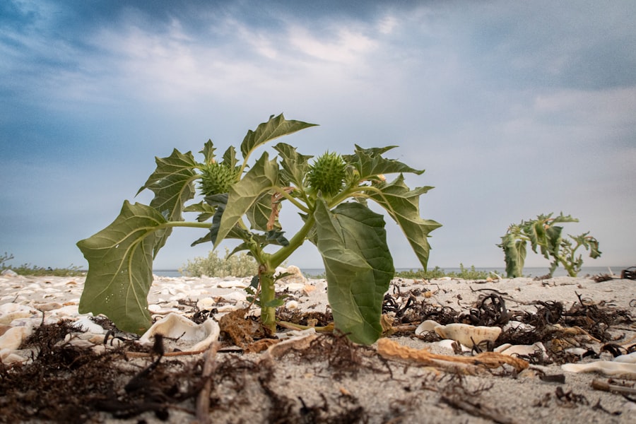 vegetable crop drought impact