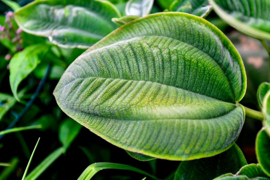 Plant Identifier
