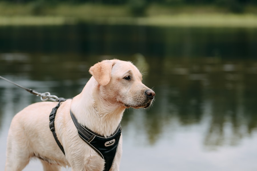 harness
