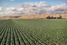 Photo vegetable crop drought impact