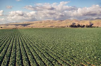 Photo vegetable crop drought impact