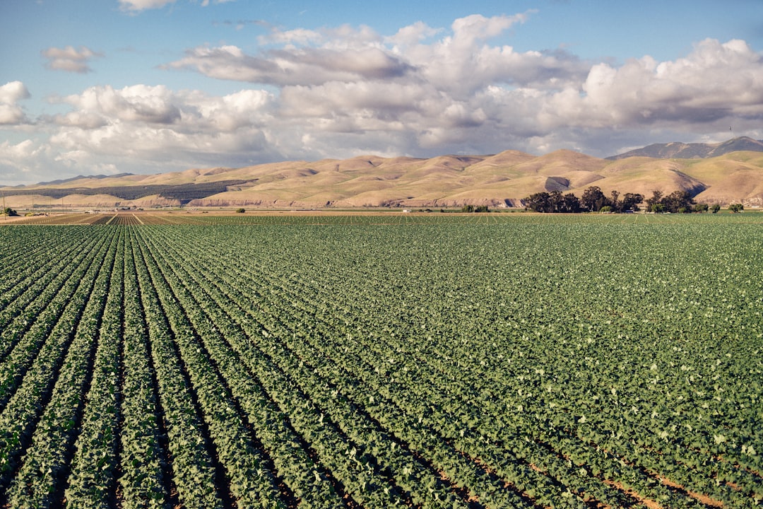 Photo vegetable crop drought impact