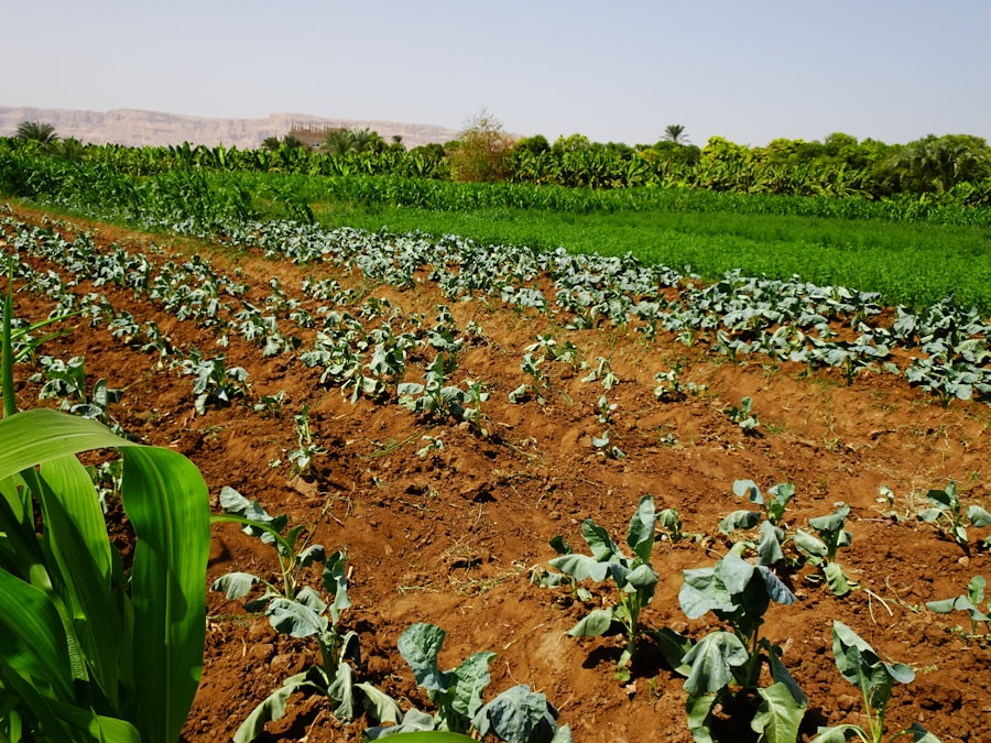 Photo vegetable crop drought impact