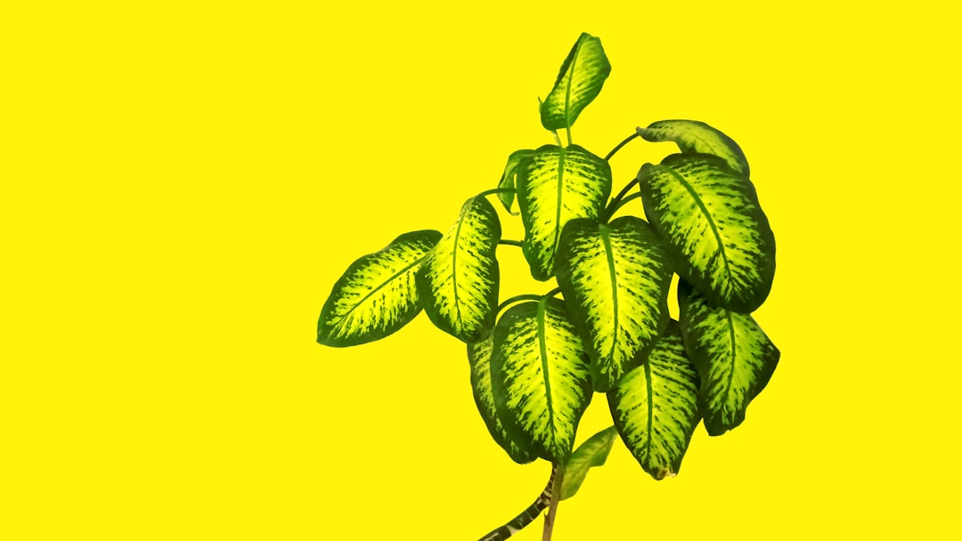 Photo Plant Identifier