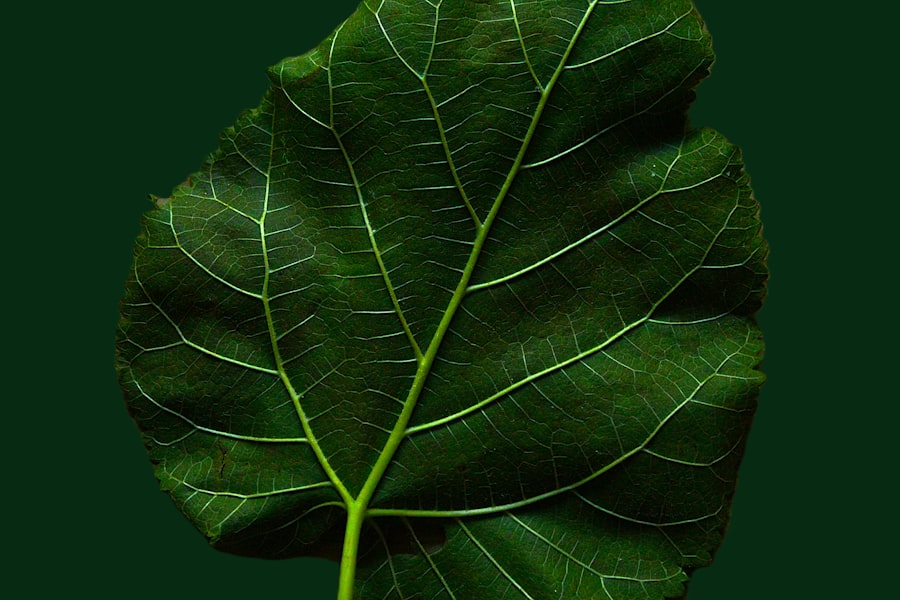 Photo Plant Identifier