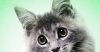 AI Slop Is Ruining Cute Animals on the Internet
