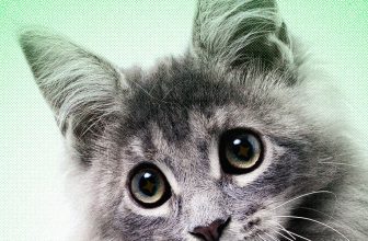 AI Slop Is Ruining Cute Animals on the Internet