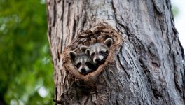 Keepers of Noble Numbats to be offered a Resolute Racoon: Ubuntu 26.04.1 is coming