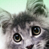 Life360 expands pet tracking with new $8 scannable tags and zoomie alerts