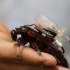 X sends cease-and-desist to open source project Nitter over alleged scraping