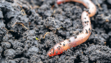 Shai-Hulud copycat worm infects yet another npm package