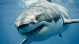Megalodon chums the waters in 5.5K+ GitHub repo poisonings