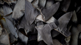 China’s shark finning could lead to US seafood sanctions